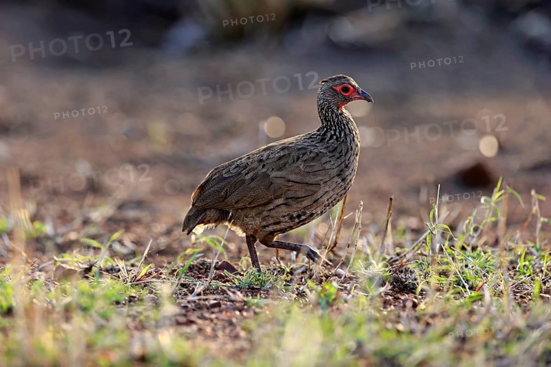 Swainson's spurfowl (Francolinus swainsonii)