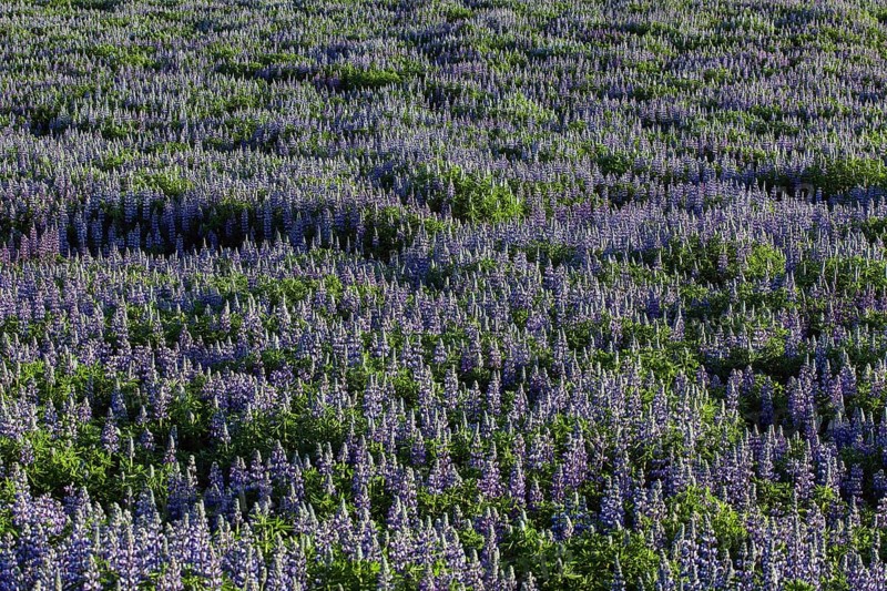 Meadow with blue Nootka lupins (Lupinus nootkatensis)