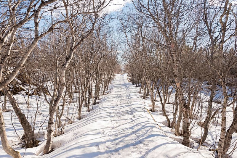 Hiking trail through a bare mountain forest in winter