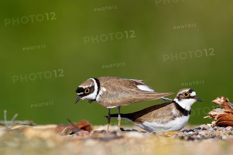 Little ringed plover (Charadrius dubius)