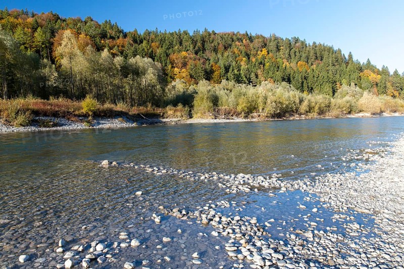 The river Lech with autumnal forest near the Ziegelwiesen