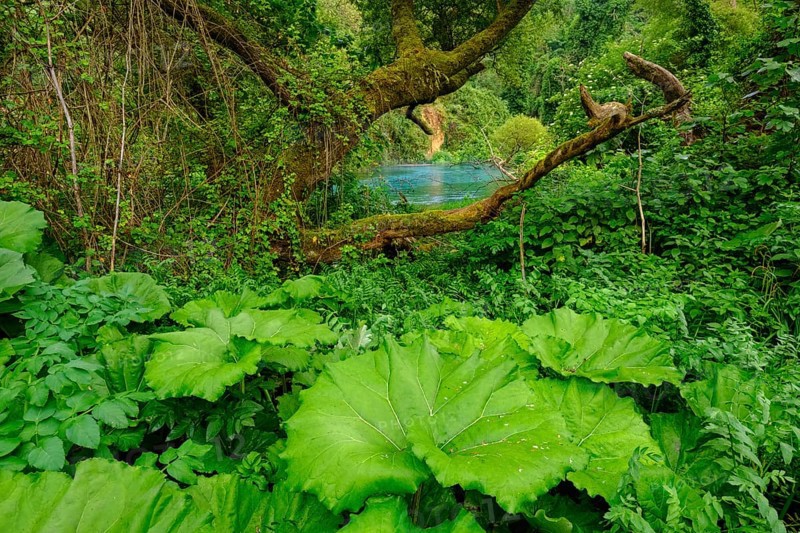 Alluvial forest