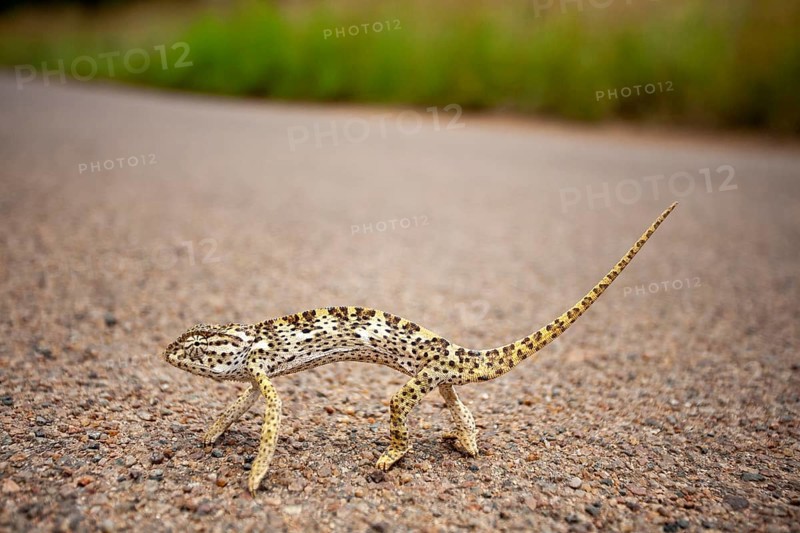 Flap-necked chameleon (Chamaeleo dilepis) crosses road