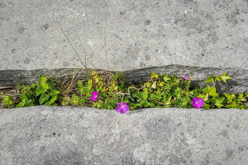 Bloody cranesbill (Geranium sanguineum)