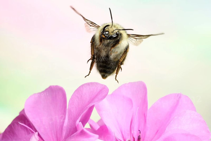 Shrill carder bee (Bombus sylvarum)