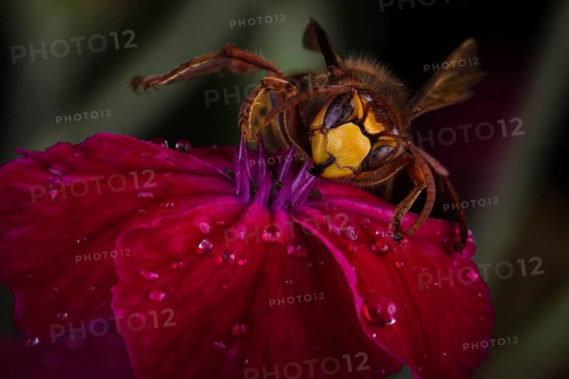 European hornet (Vespa crabro) sits on a red blossom with drops of water