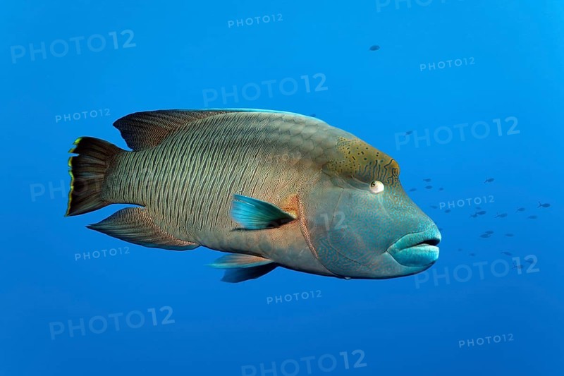Subadult Humphead Wrasse (Cheilinus undulatus)