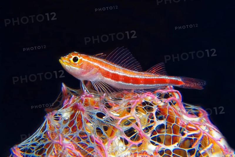 Striped threefin (Helcogramma striata)