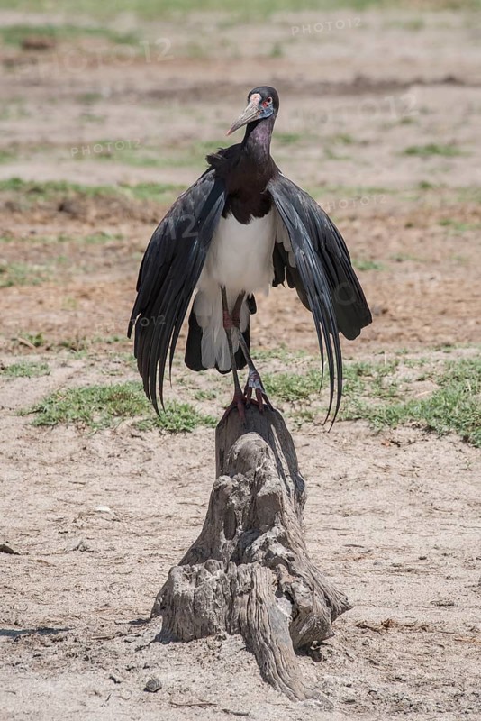 Abdim's stork (Ciconia abdimii) cools itself at midday heat