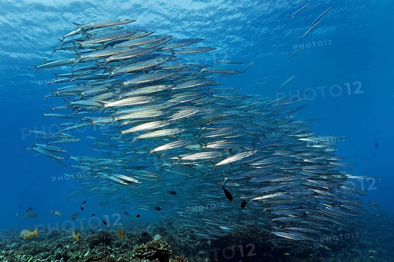 Swarm Obtuse barracudas (Sphyraena obtusata)