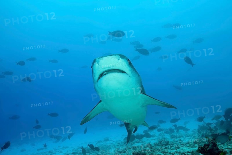 Tiger Shark (Galeocerdo cuvier) swims over coral reef