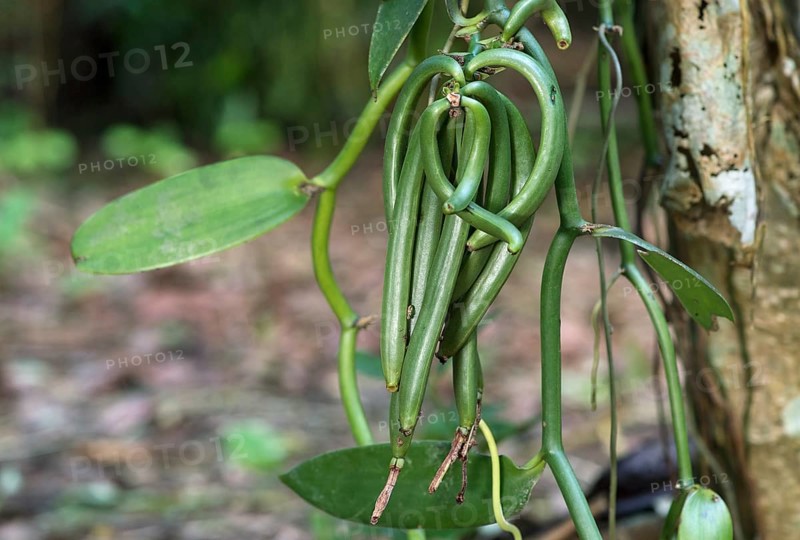 Green sheets of flat-leaved vanilla (Vanilla planifolia)