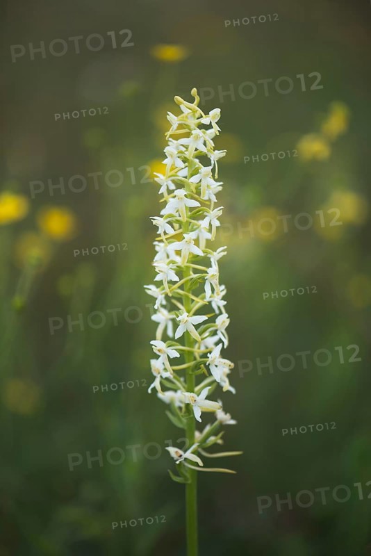 Lesser Butterfly Orchid (Platanthera bifolia)