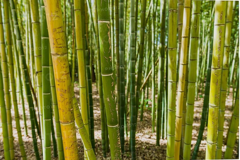 Bamboo forest
