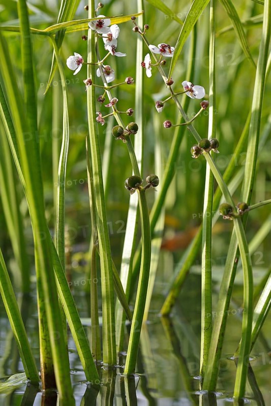 Flower stalk water archer (Sagittaria sagittifolia)