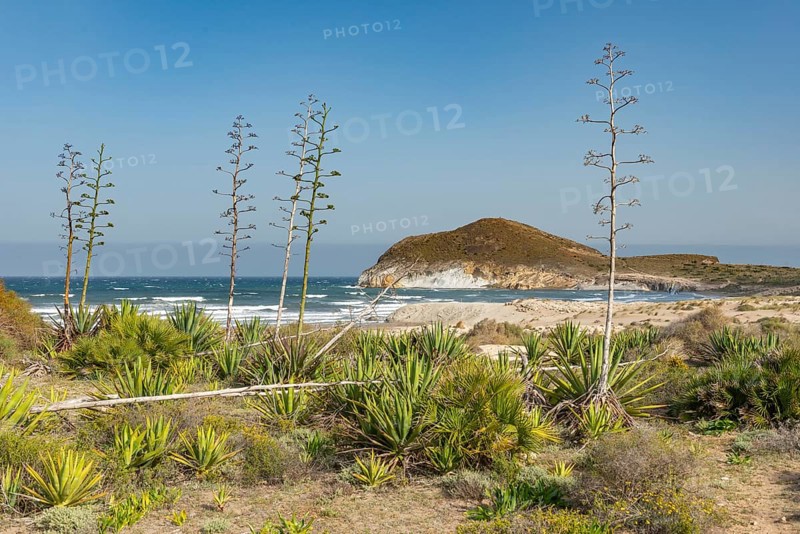 Agaves on the beach by the sea