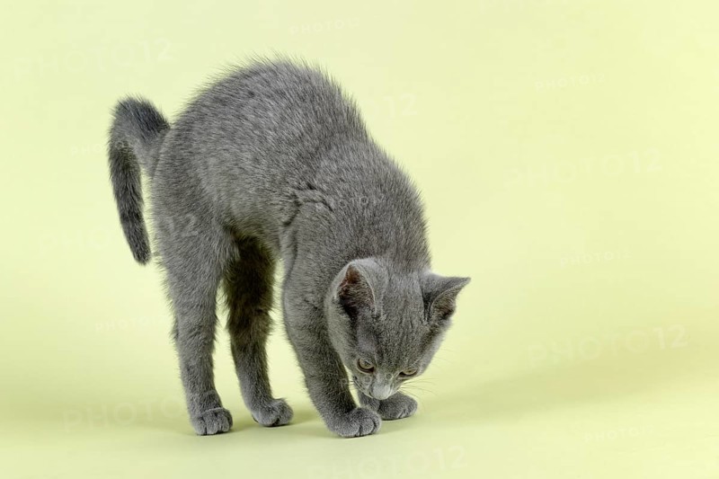 Breedcat Russian Blue (Felis silvestris catus)
