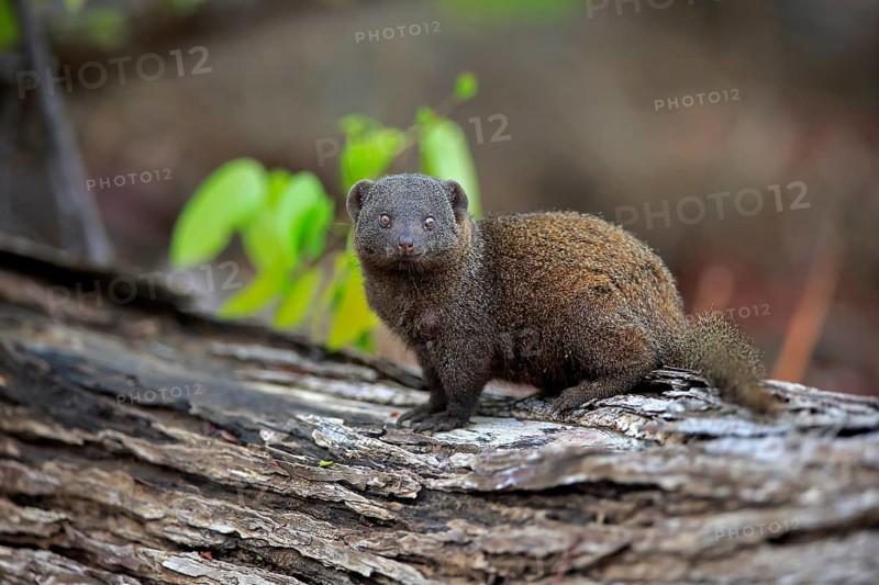 Dwarf mongoose (Helogale parvula)