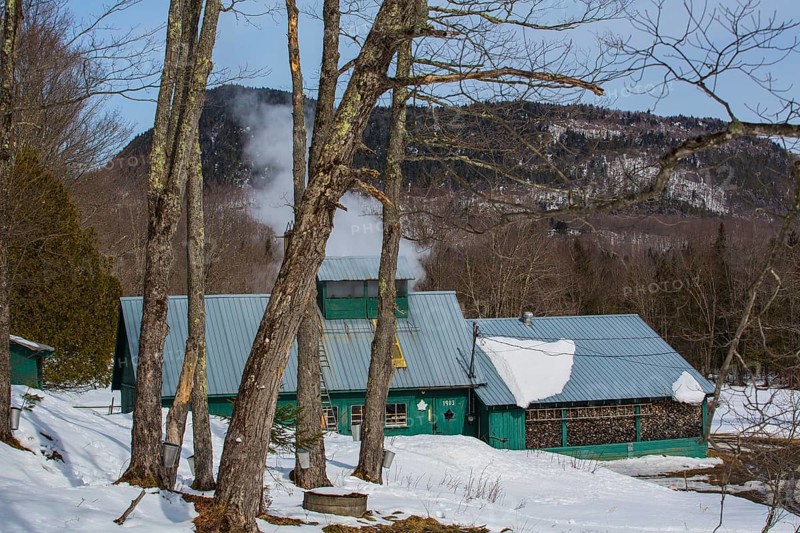 Sugarhouse in spring with buckets on Maple trees