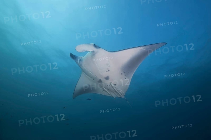 Reef Manta Ray (Mobula alfredi