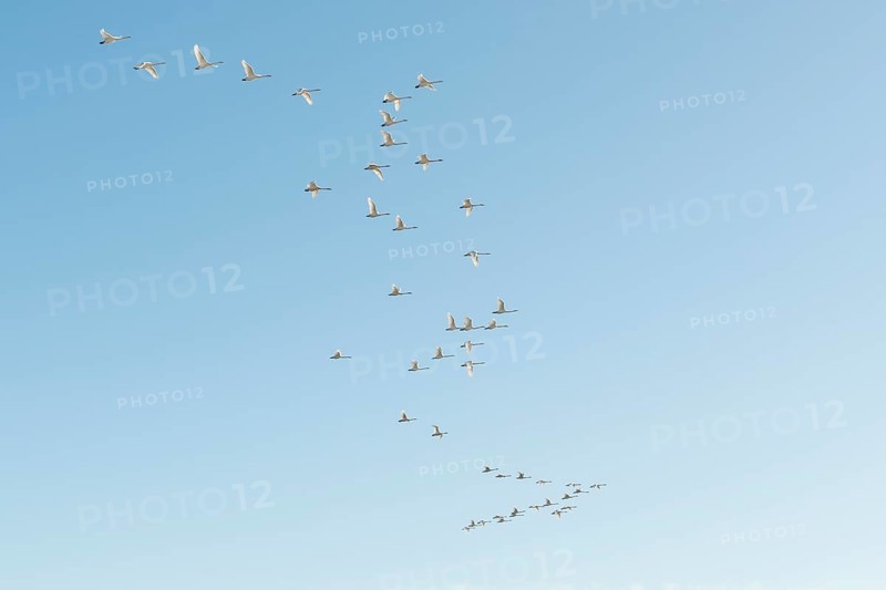 Flock of birds