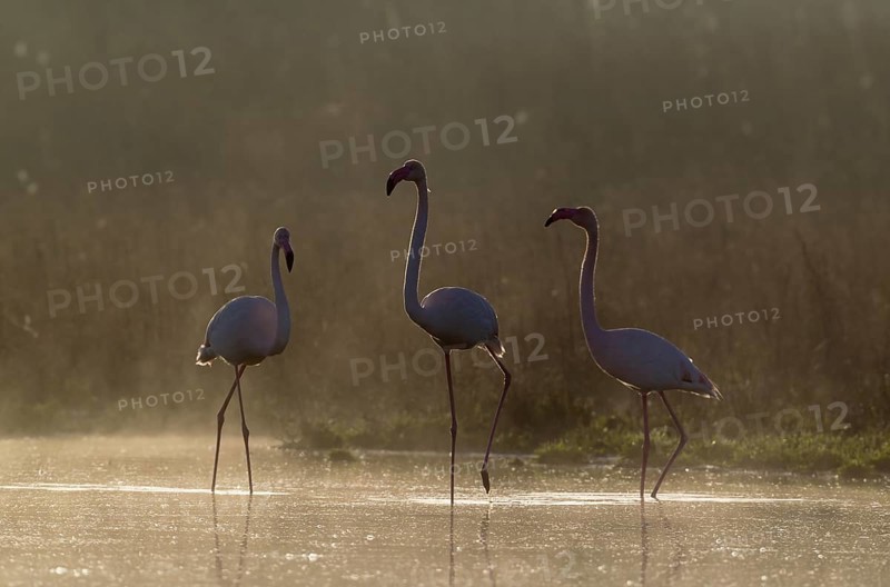 Greater Flamingo (Phoenicopterus roseus)