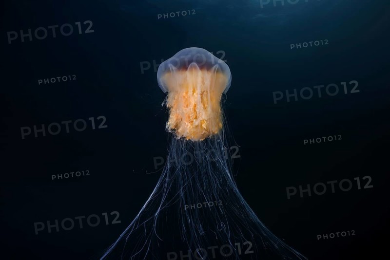 Lion's mane jellyfish (Cyanea capillata)