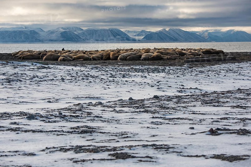 Walruses (Odobenus rosmarus)