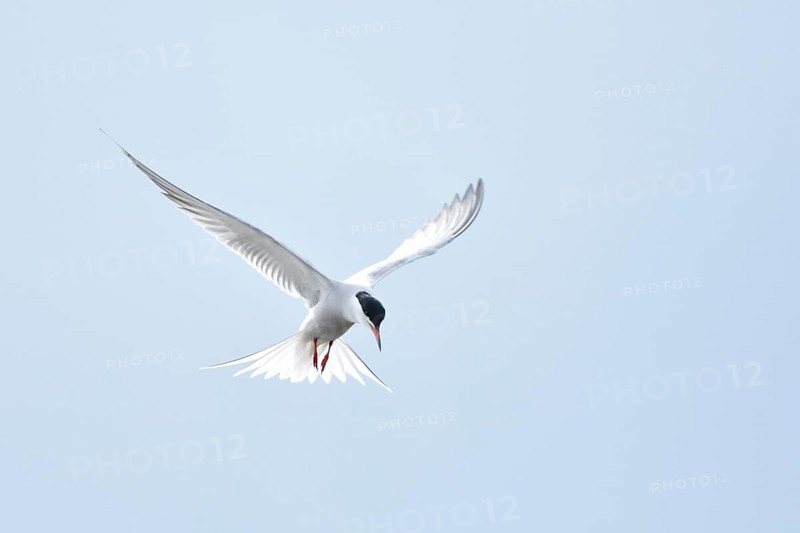 Common tern (Sterna hirundo) hunting in the shaking flight