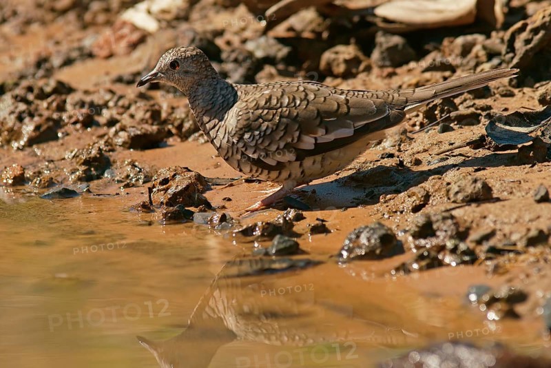 Scaled dove (Scardafella squammata)