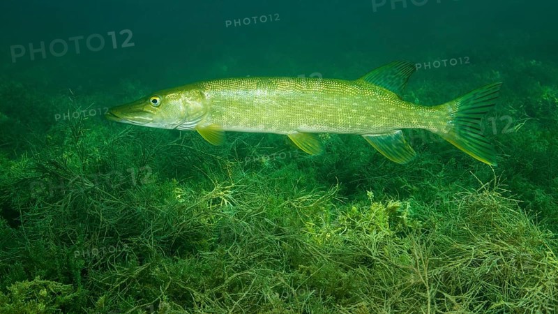 Pike (Esox lucius) floats over dense aquatic plants