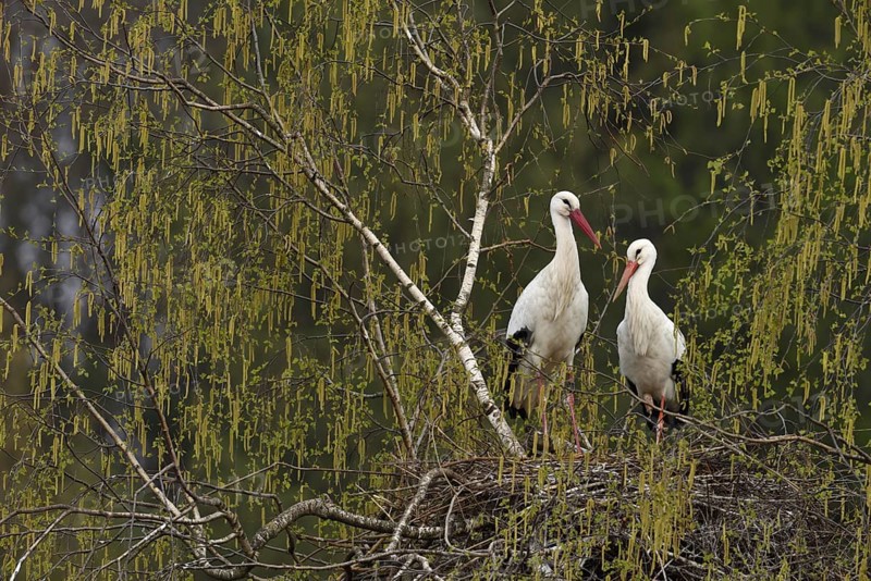 White storks (Ciconia ciconia)