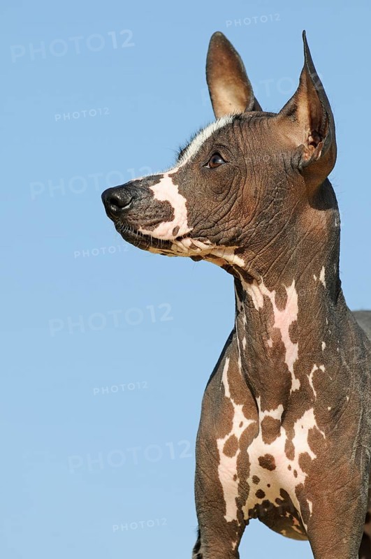 Perro sin pelo del Peru