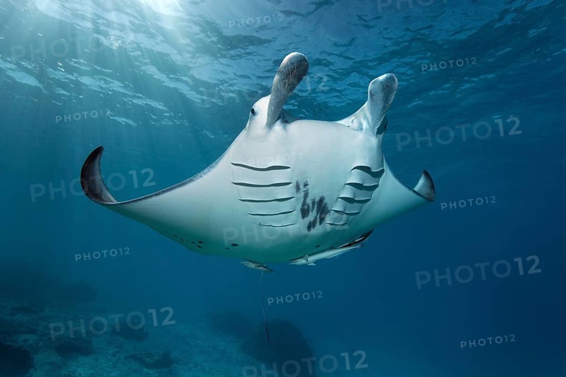 Reef manta ray (Manta alfredi)