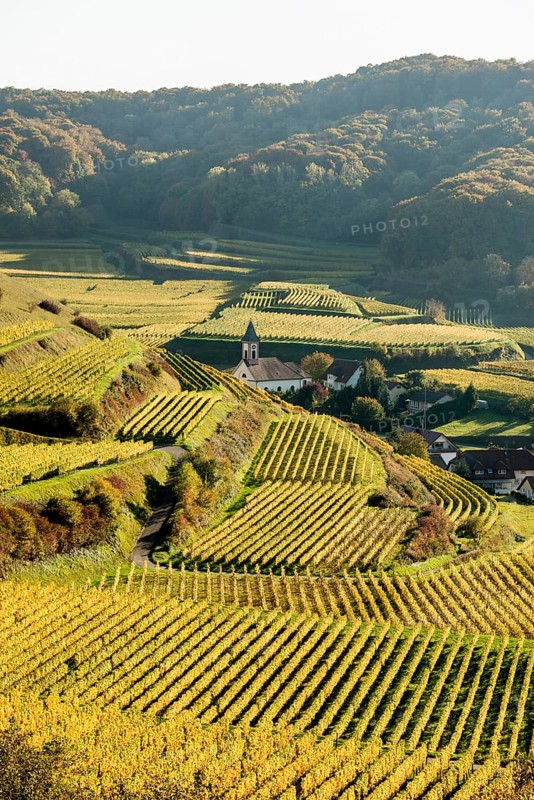 Village in the vineyards in autumn