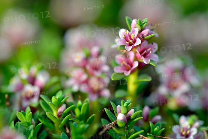 Sea milkwort (Glaux maritima)