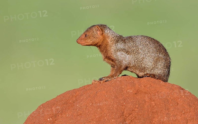 Dwarf mongoose (Helogale parvula) on a termite hill
