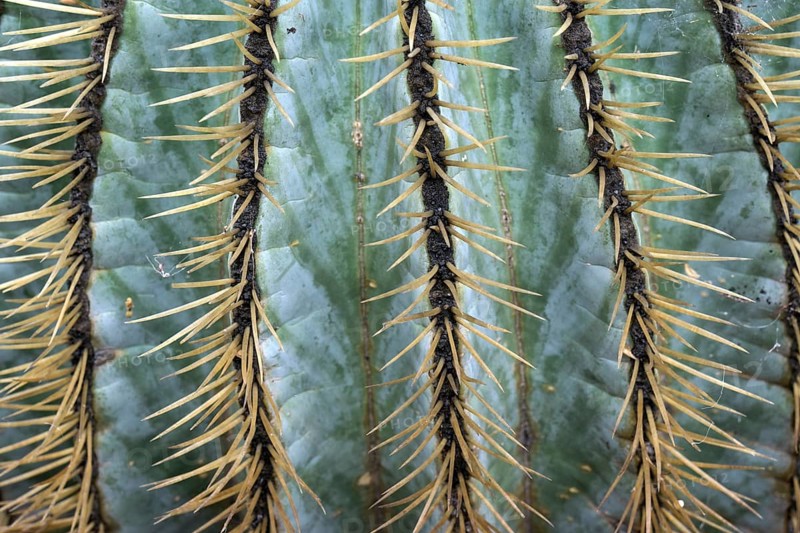 Echinocactus (Echinocactus)
