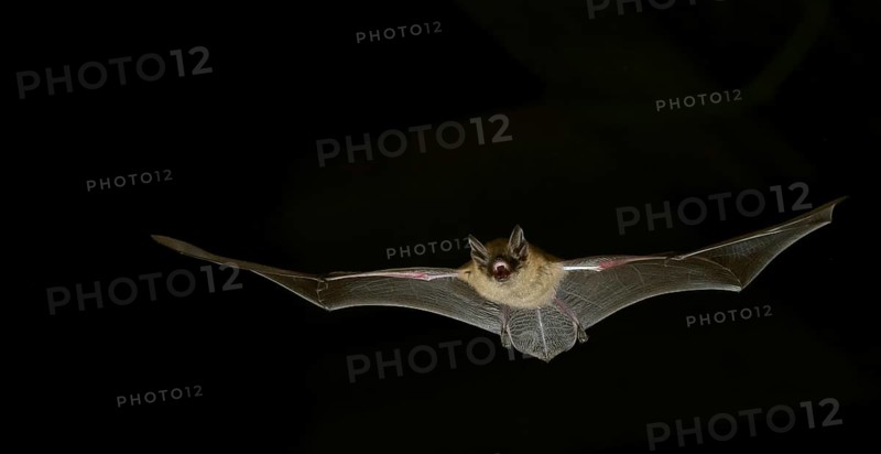 Geoffroy's bat (Myotis emarginatus) in flight at night