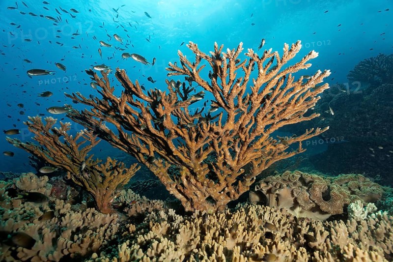 Acropora Stone Coral (Acropora sp.)