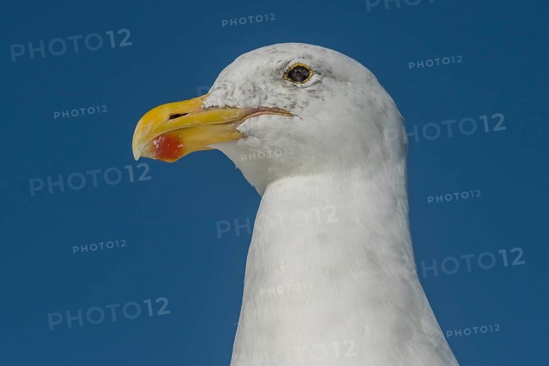 Kelp Gull (Larus dominicanus)