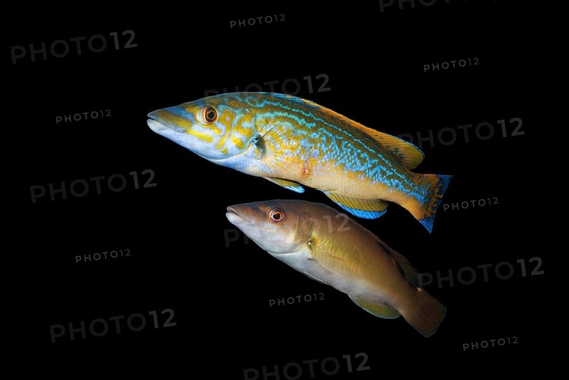 Male and female Cuckoo wrasse (Labrus mixtus)