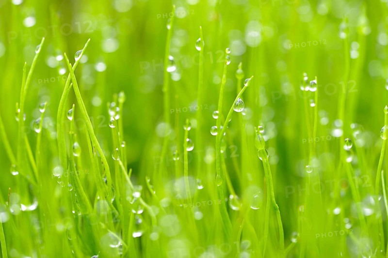 Pillwort (Pilularia globulifera) with water drops