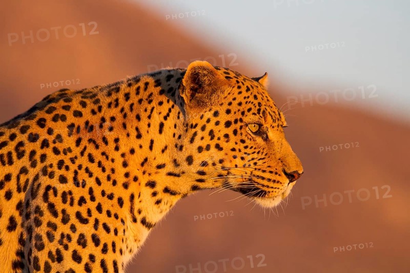 Leopard (Panthera pardus)