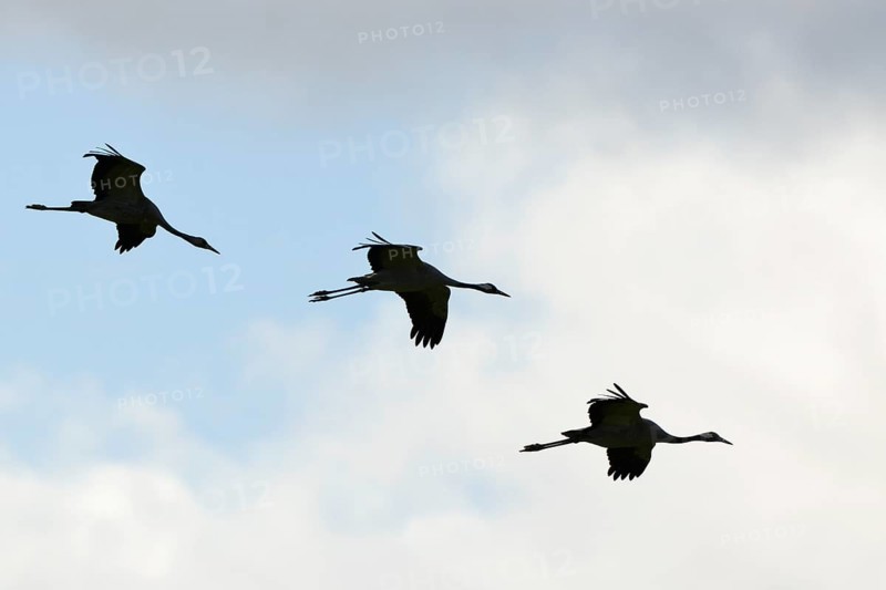 Cranes (Grus grus) in flight