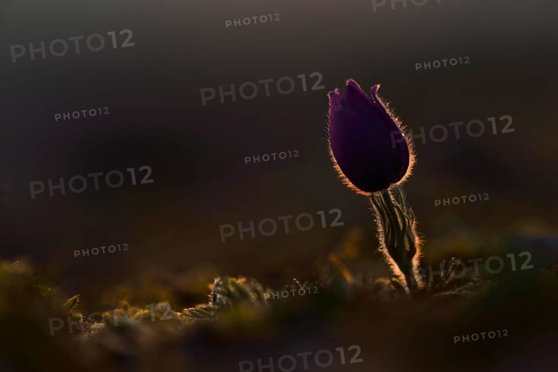 Silhouette