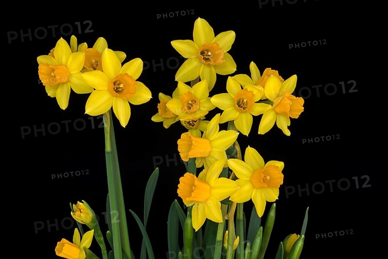Yellow Dwarf-Daffodils (Narcissus)