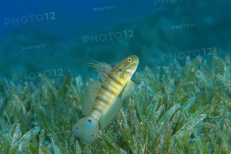 Whitelined Goby (Amblygobius albimaculatus) protects nest built in the seagrass