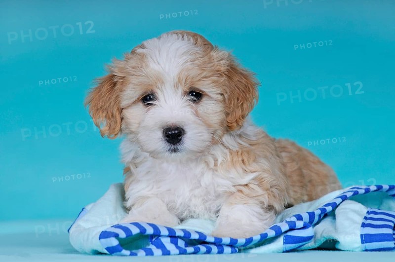 Havanese