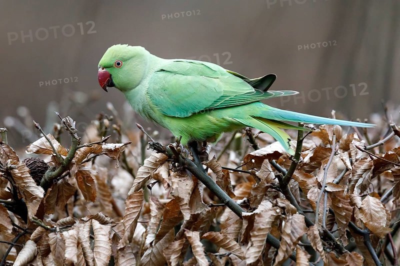 Rose-ringed parakeet (Psittacula krameri) on a dry beech hedge